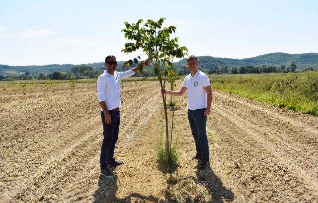 Chandler je tražena sorta oraha bijele jezgre – kako ga uzgajati?